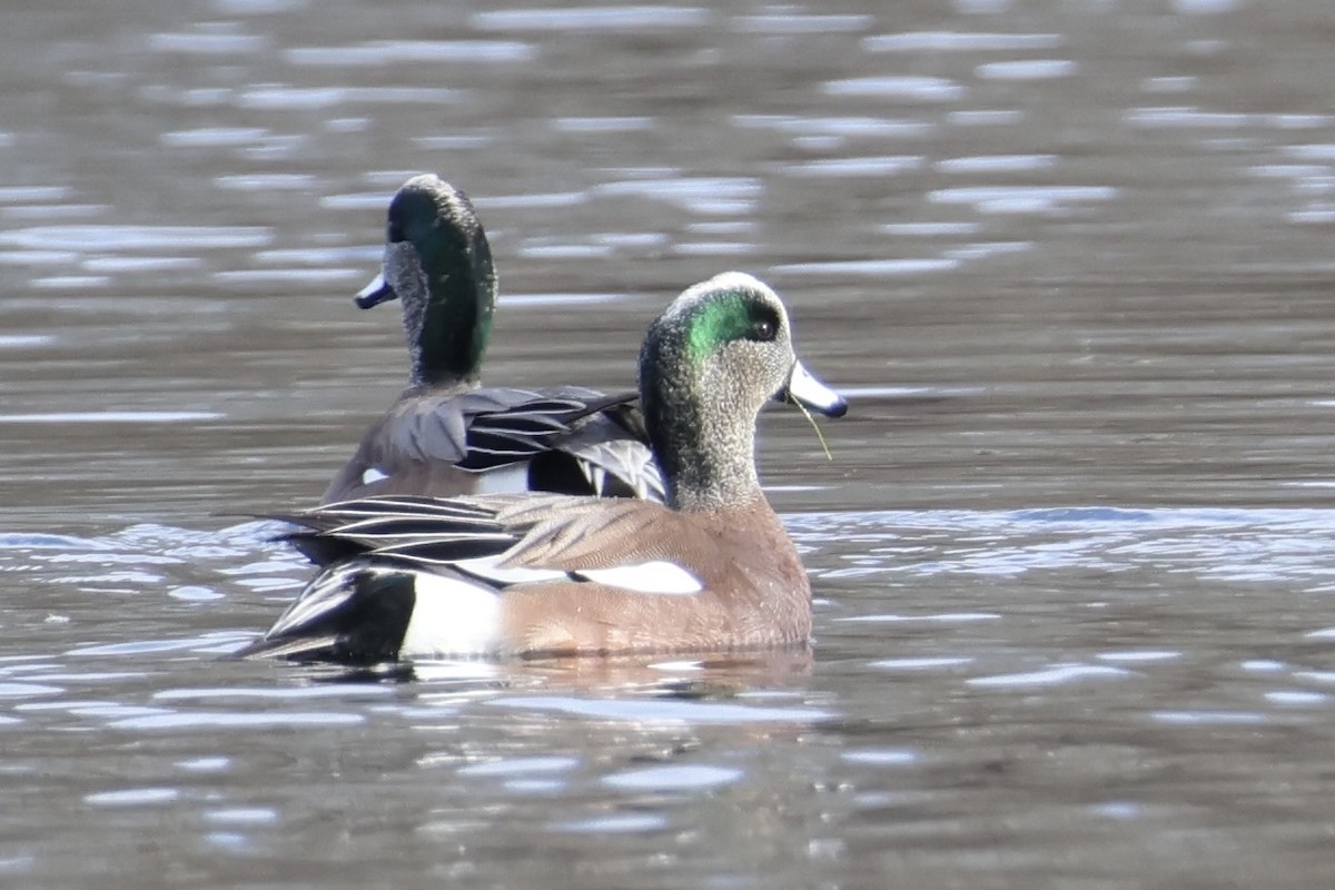 Canard d'Amérique - ML631284935