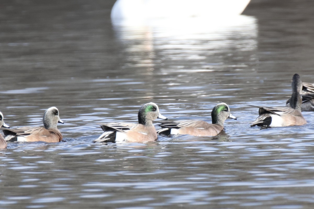 Canard d'Amérique - ML631284948