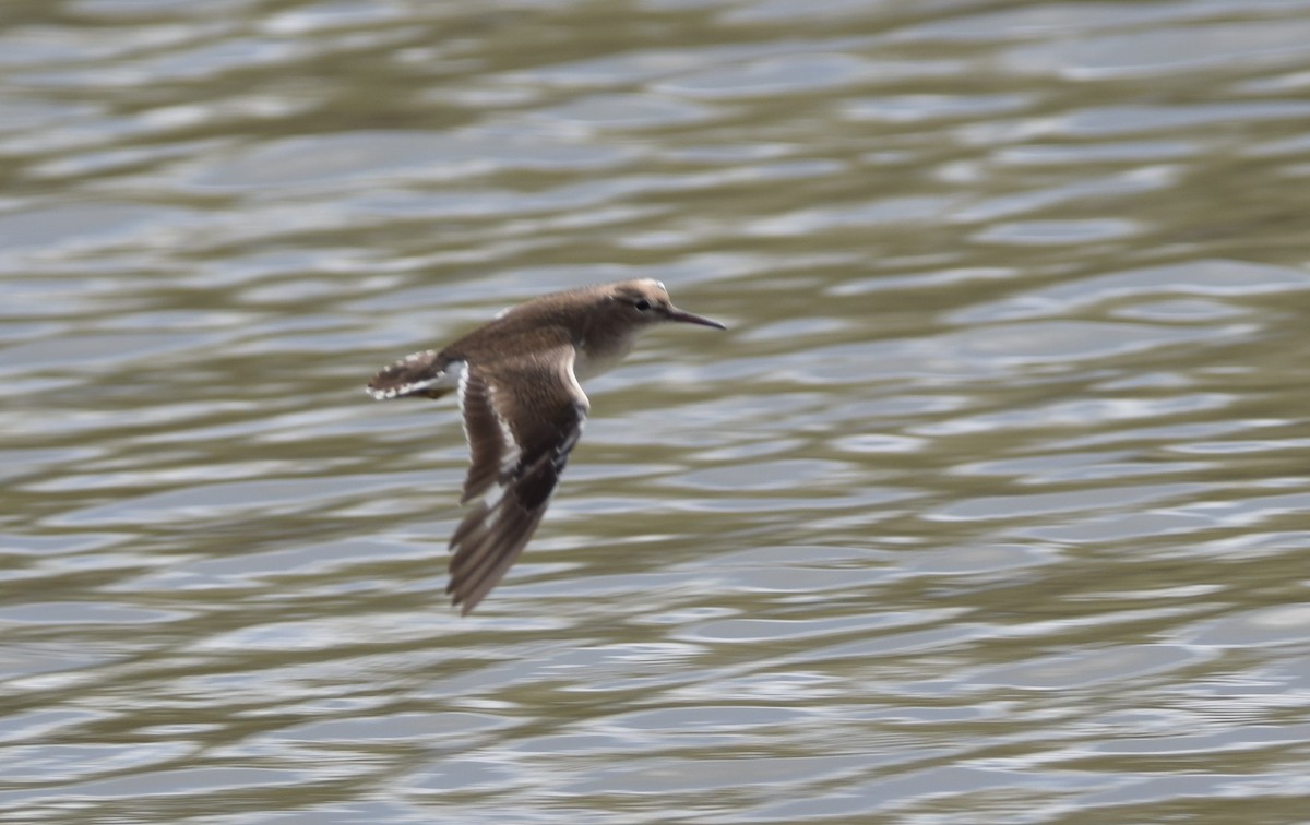 Spotted Sandpiper - ML631285184
