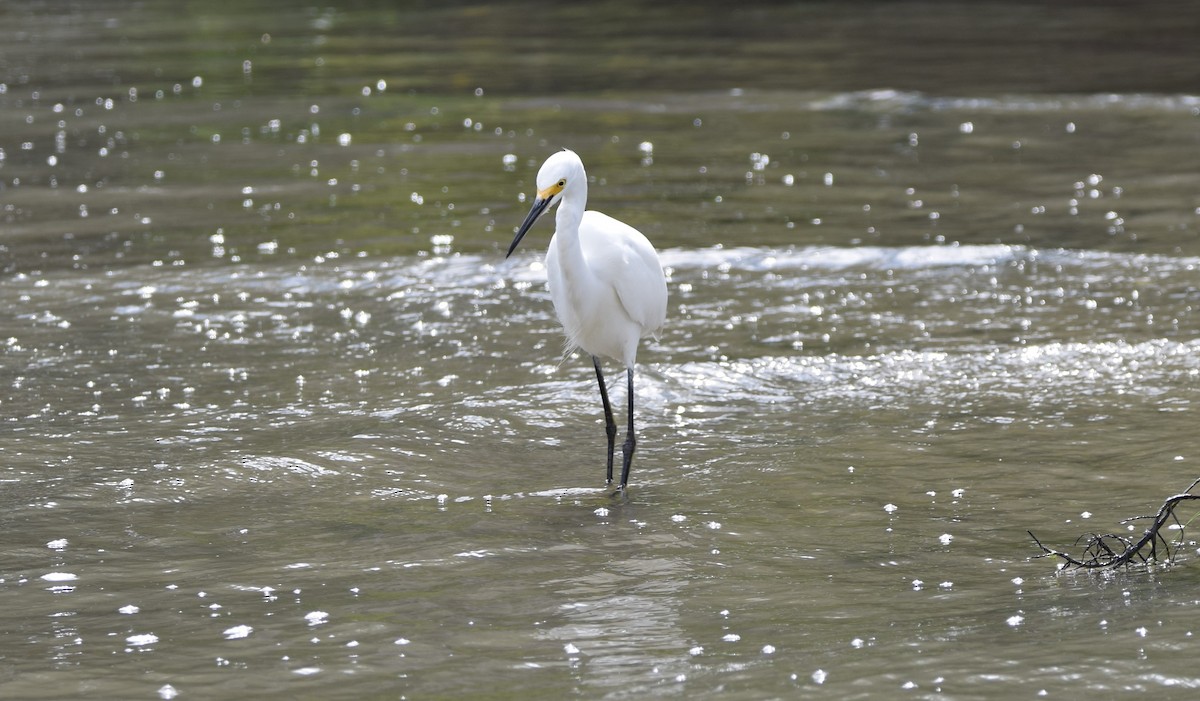 Snowy Egret - ML631285196