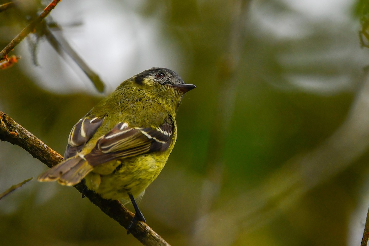 Ashy-headed Tyrannulet - ML631285227