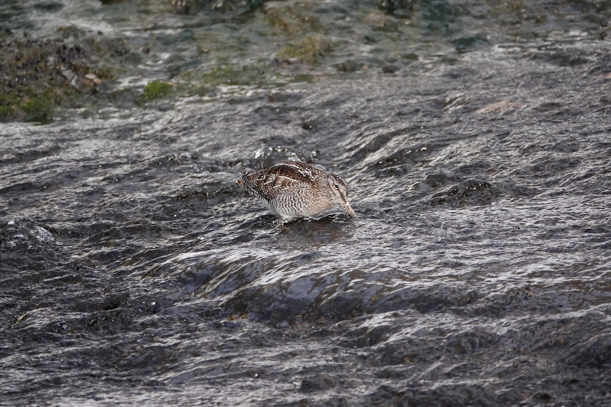 Solitary Snipe - ML631285258