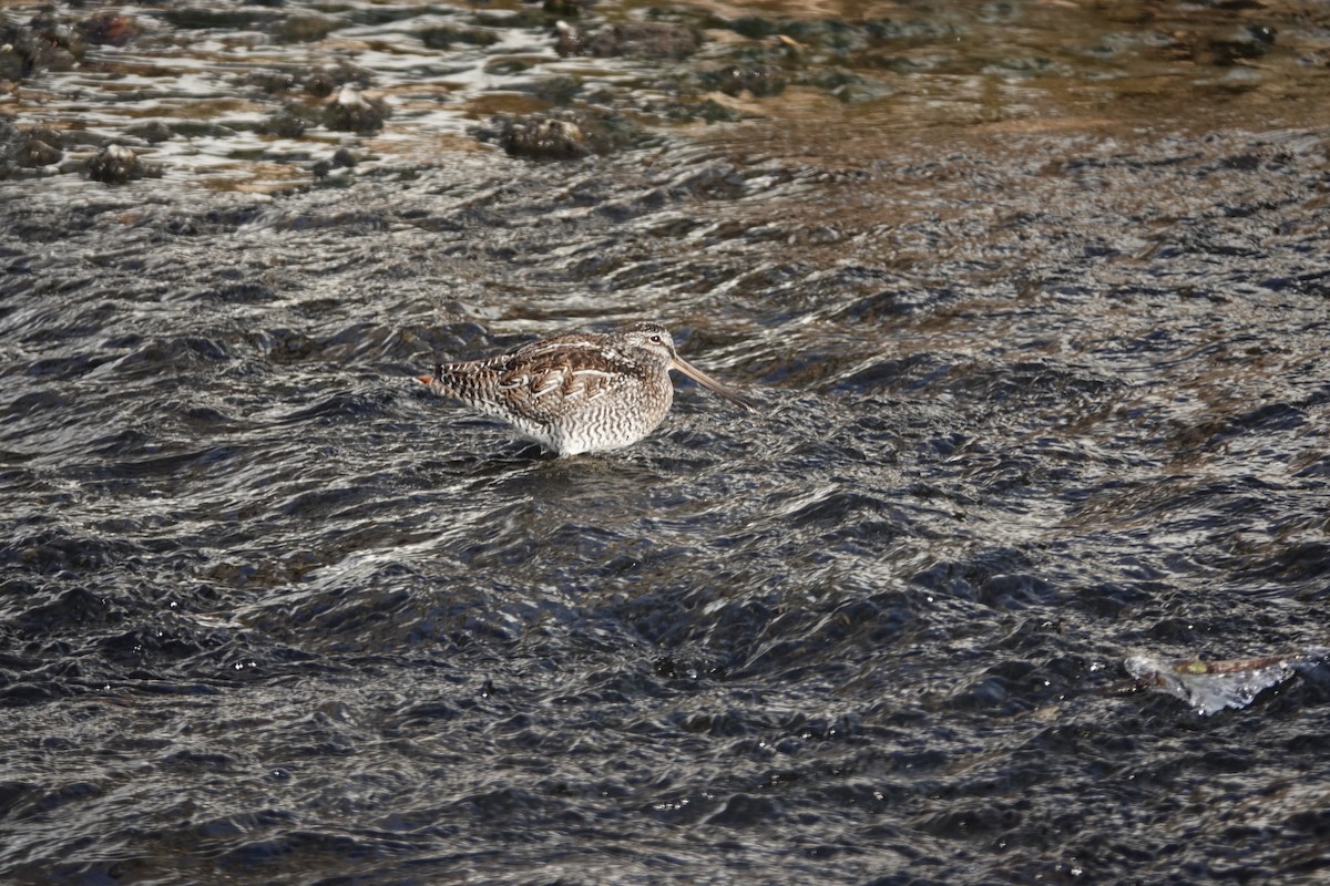 Solitary Snipe - ML631285310