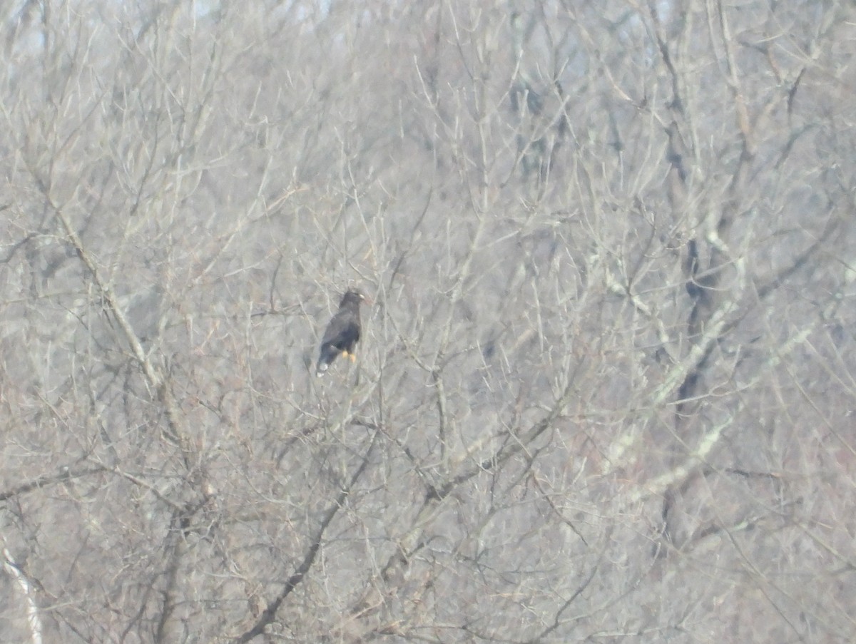 Зимняк - ML631285339