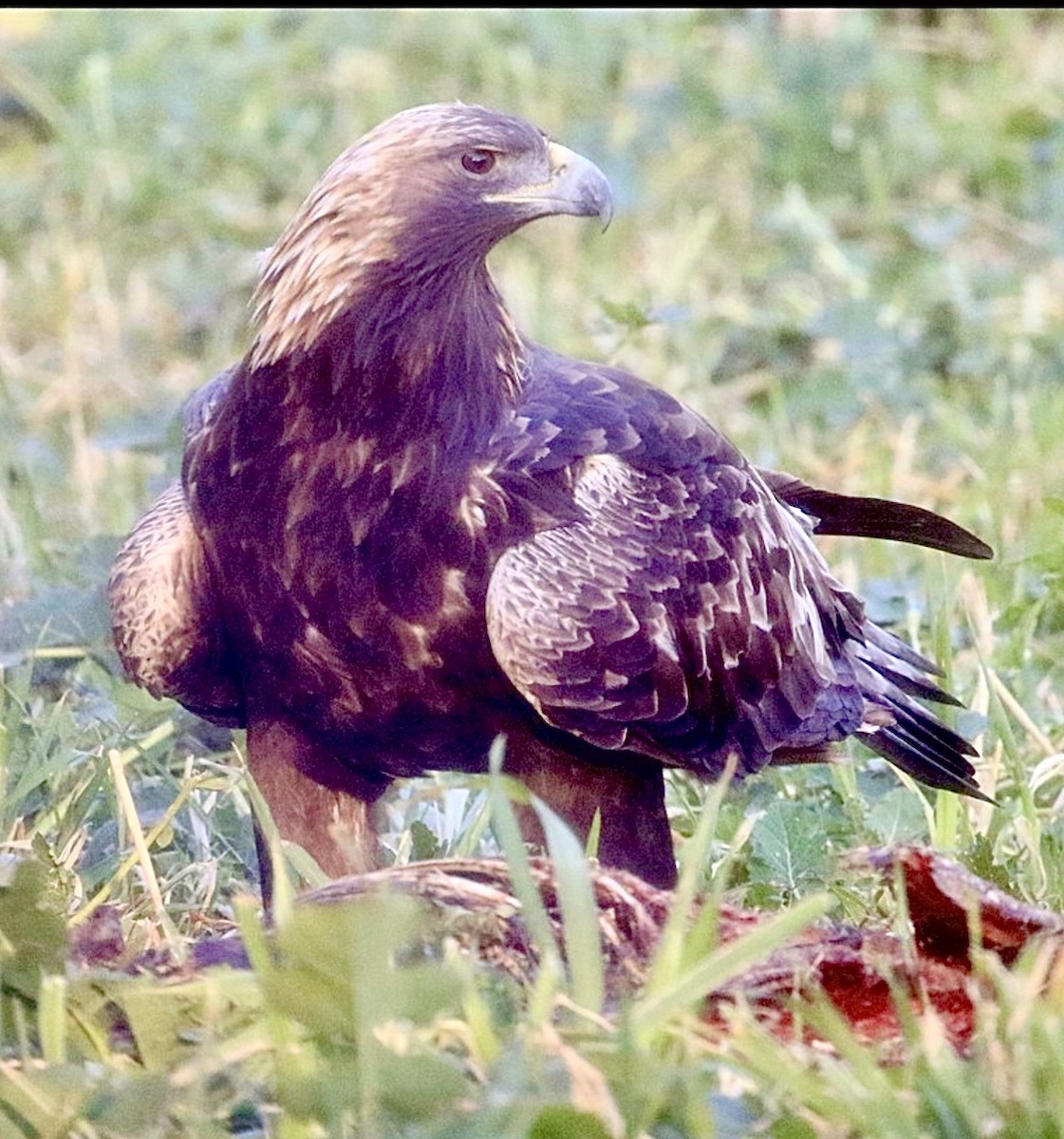 Беркут - ML631285372