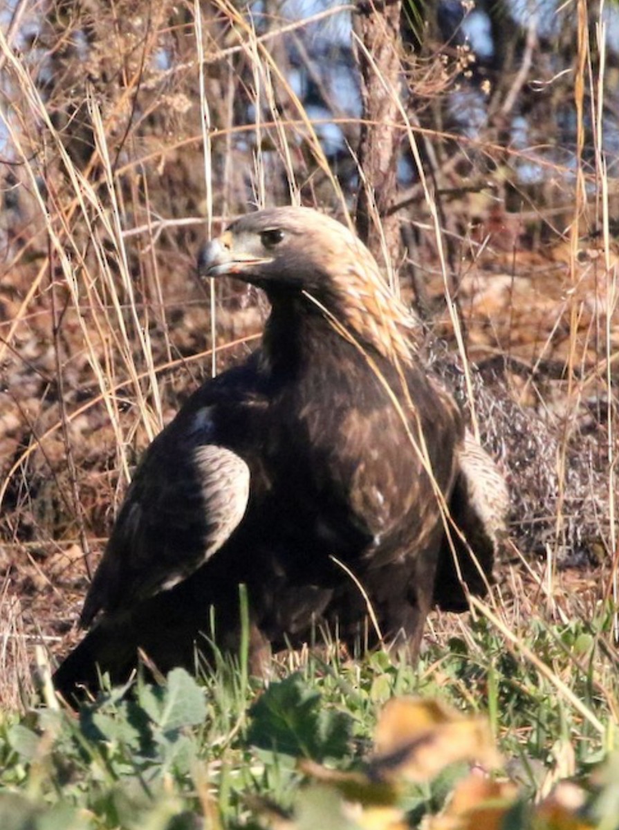 Беркут - ML631285373