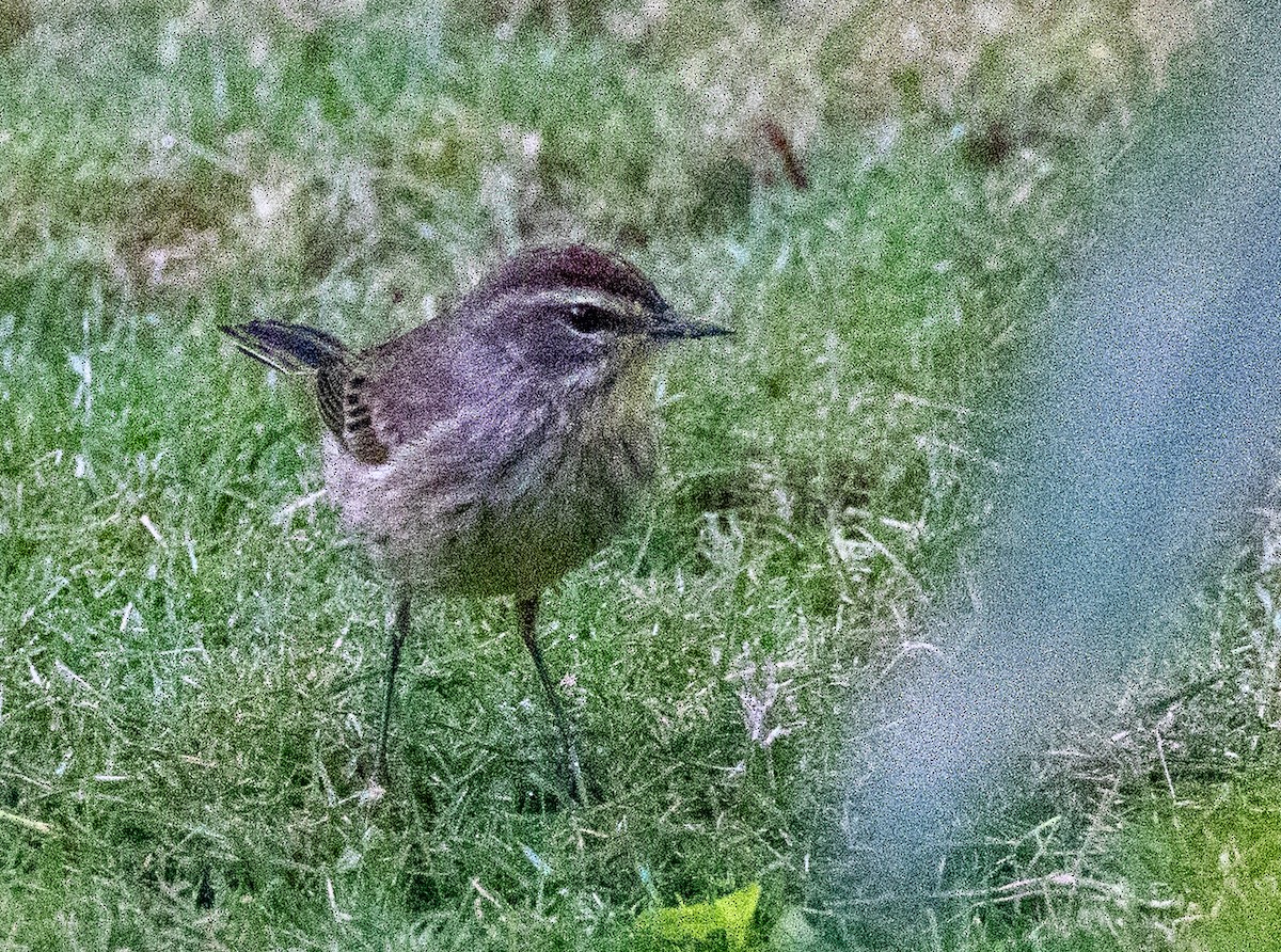 Palm Warbler - ML631285408