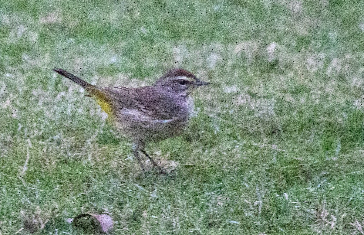 Palm Warbler - ML631285409