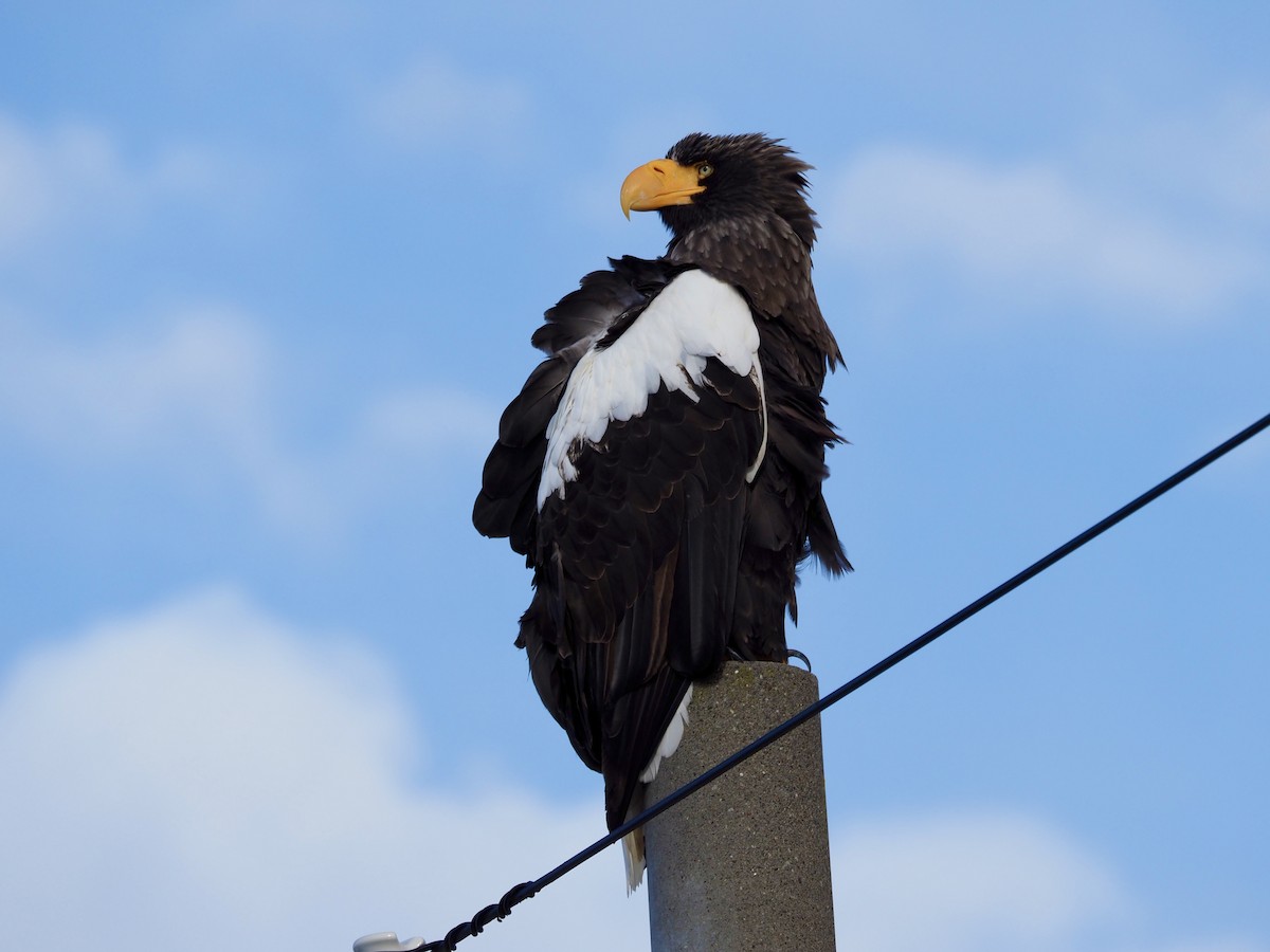 Steller's Sea-Eagle - ML631285486