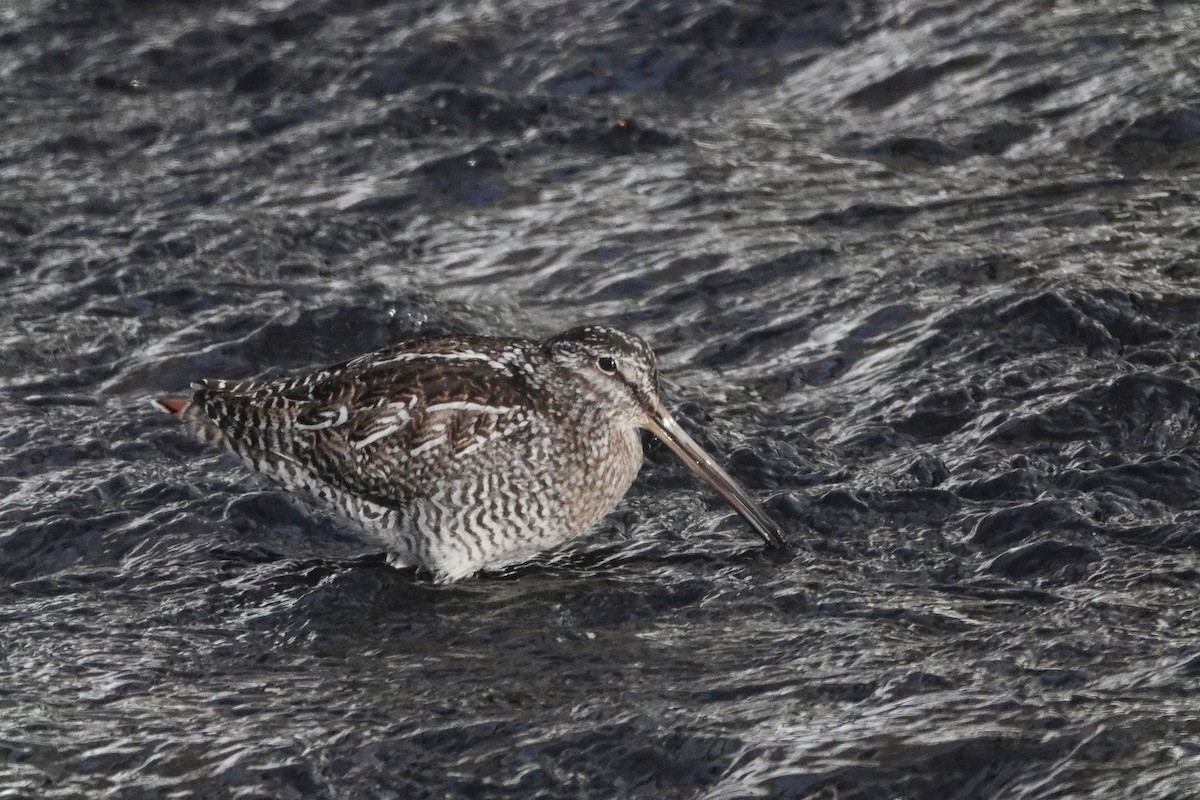 Solitary Snipe - ML631285499