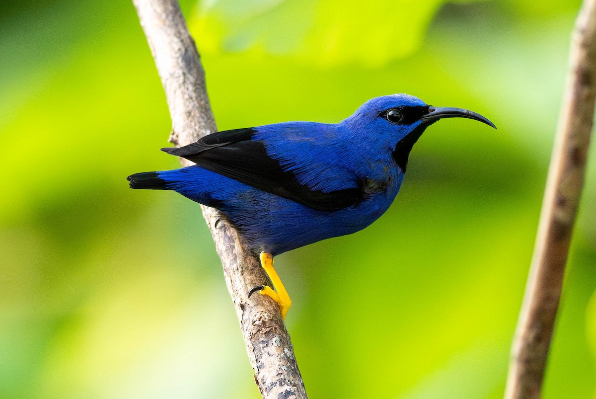Purple Honeycreeper - ML631285541