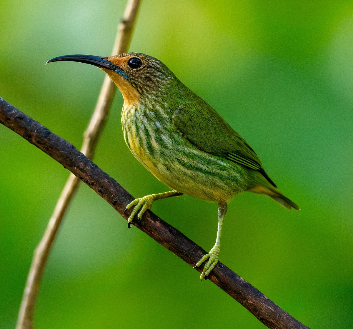 Purple Honeycreeper - ML631285542