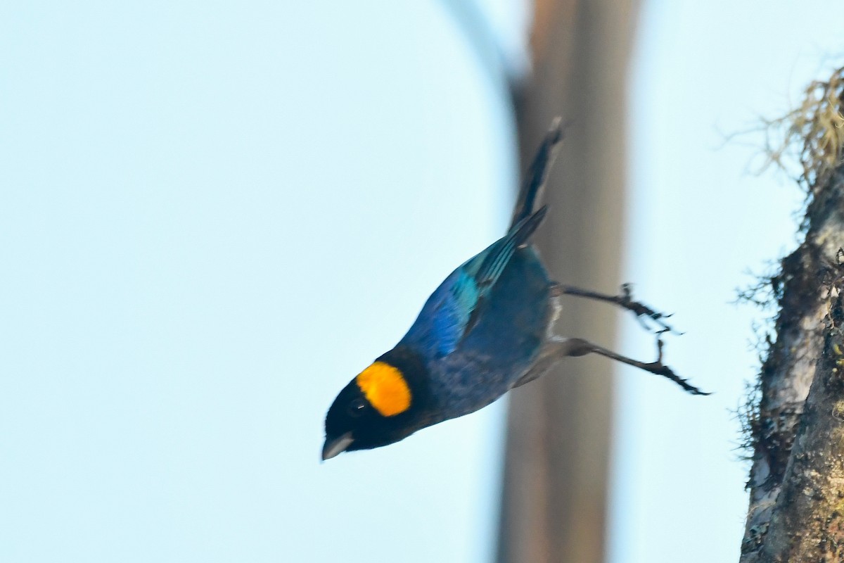 Yellow-scarfed Tanager - ML631285718