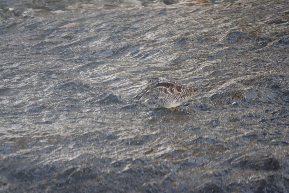 Solitary Snipe - ML631285721