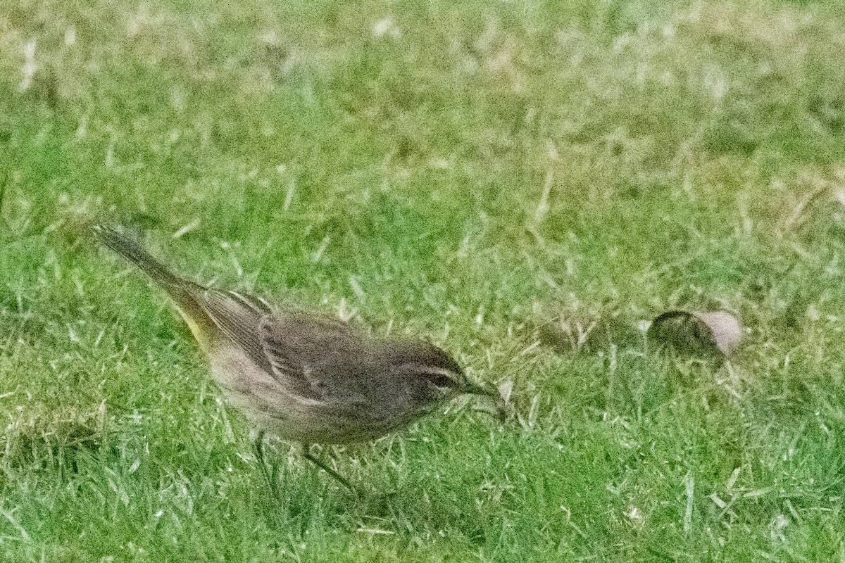 Palm Warbler - ML631285723