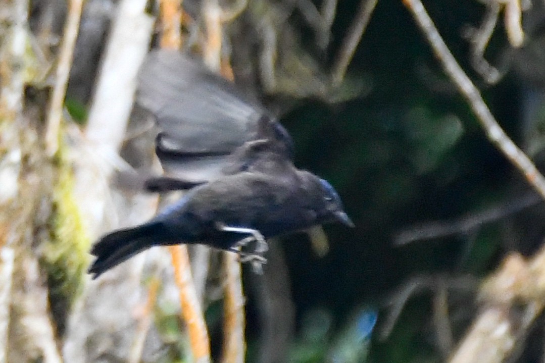 Capped Conebill - ML631285731