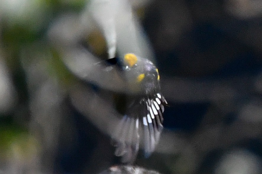 Orange-bellied Euphonia - ML631285744