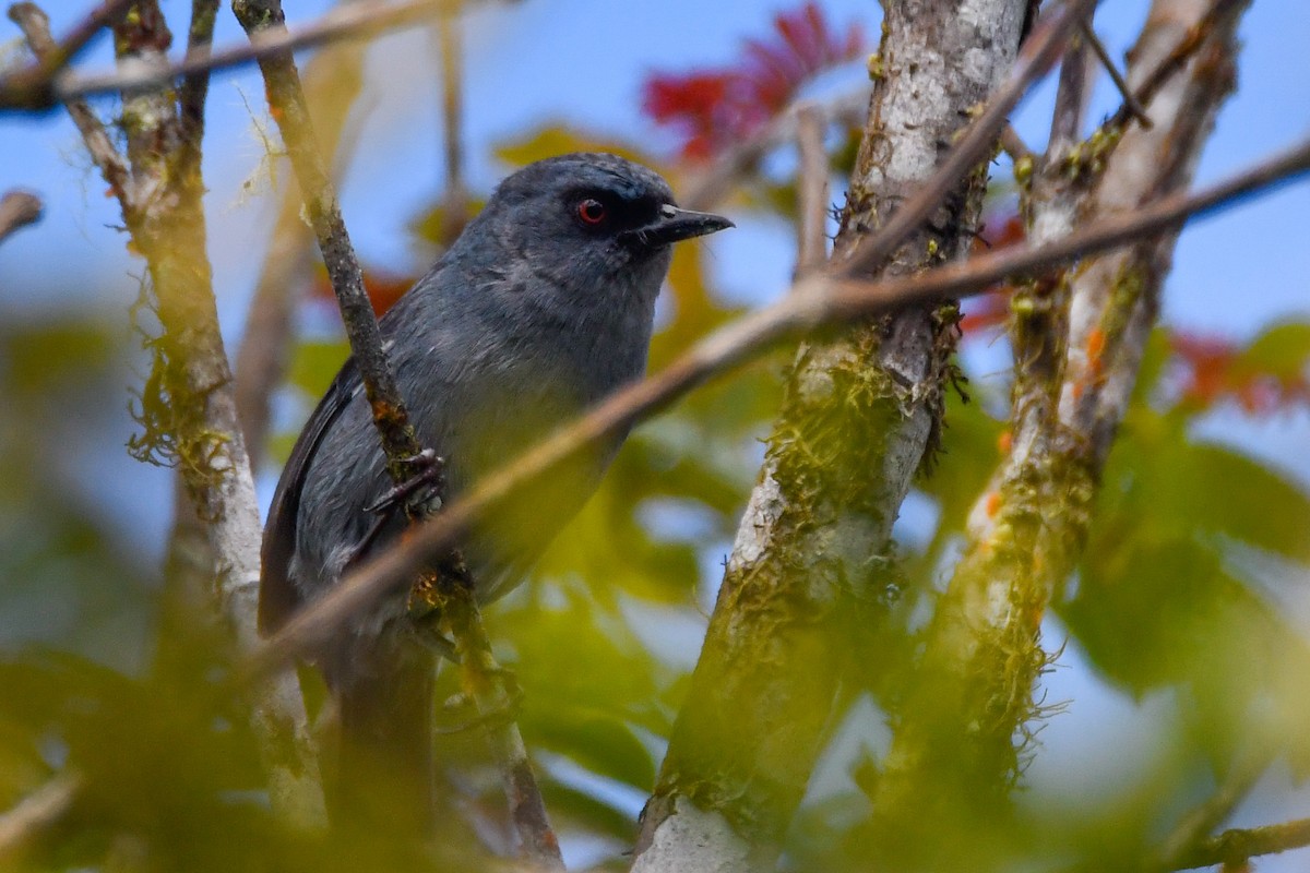 Bluish Flowerpiercer - ML631285793
