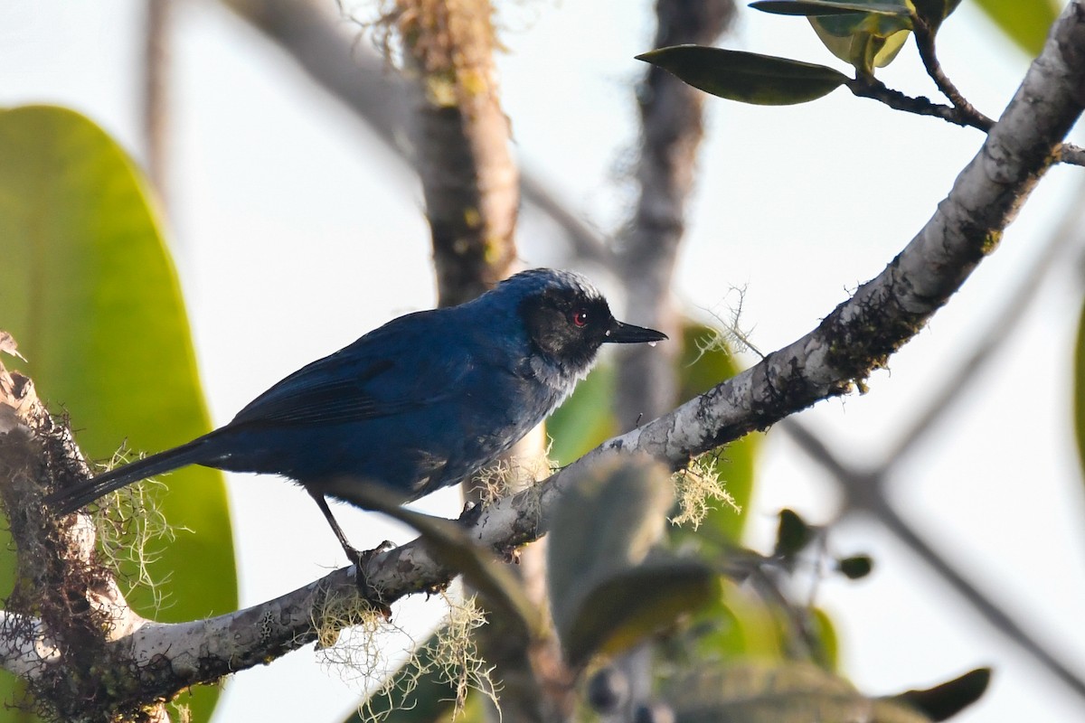 Masked Flowerpiercer - ML631285800