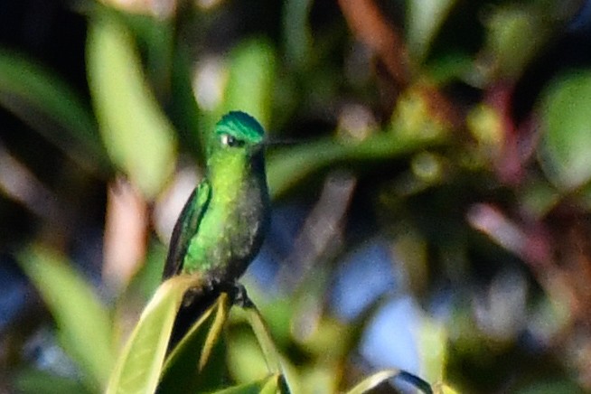 Long-tailed Sylph - ML631285819