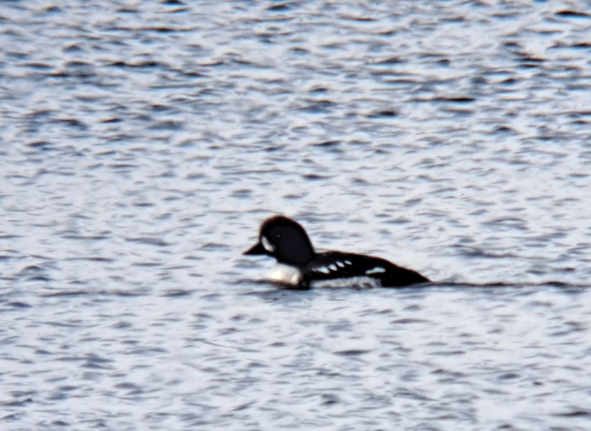 Barrow's Goldeneye - ML631285932