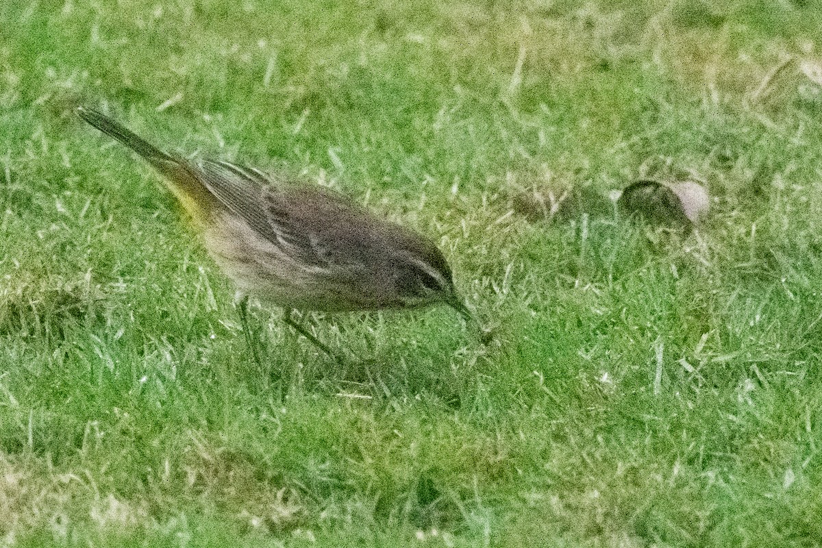Palm Warbler - ML631286051