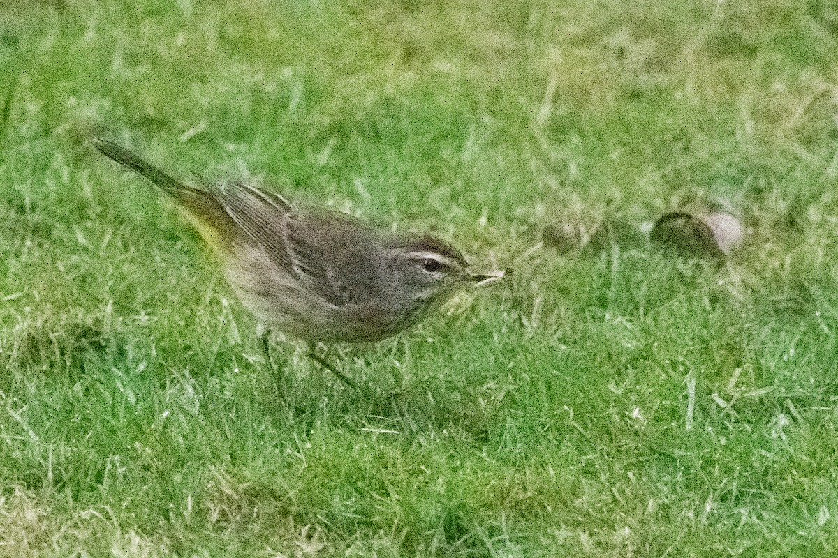 Palm Warbler - ML631286059