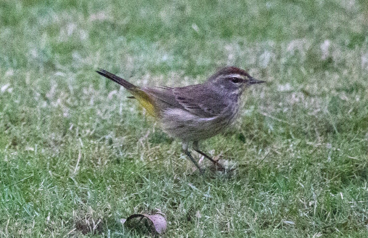 Palm Warbler - ML631286114