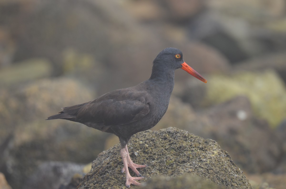 Black Oystercatcher - ML631286186