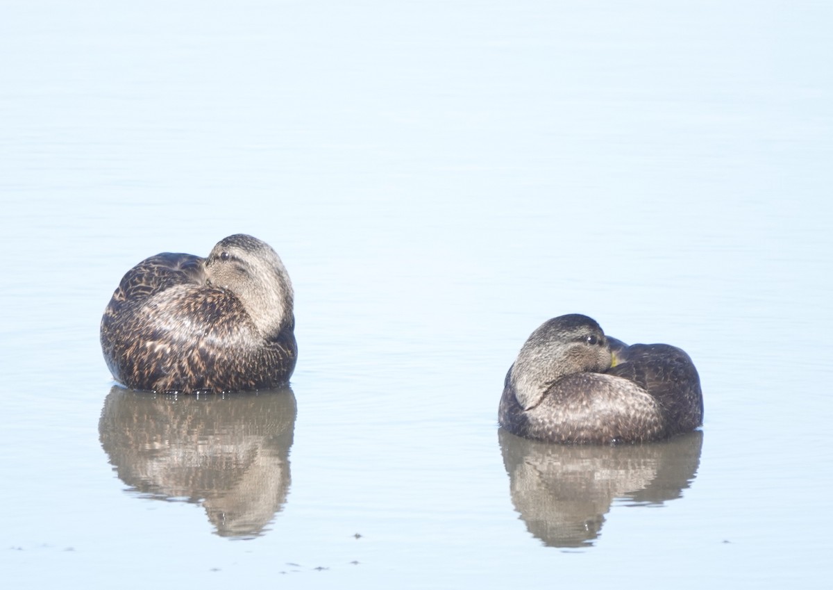 American Black Duck - ML631286490