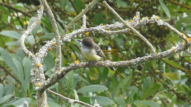 Pale-edged Flycatcher - ML631286509