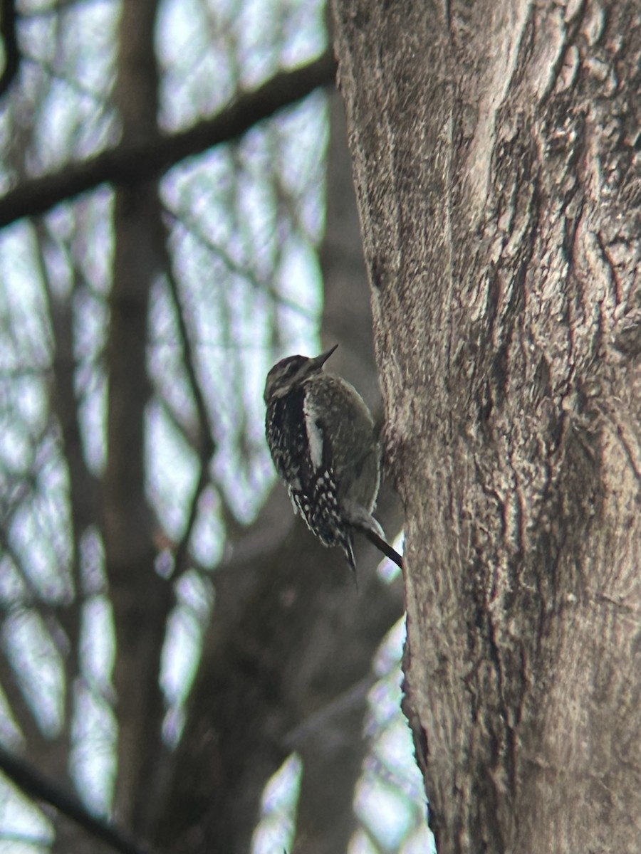 Yellow-bellied Sapsucker - ML631286612