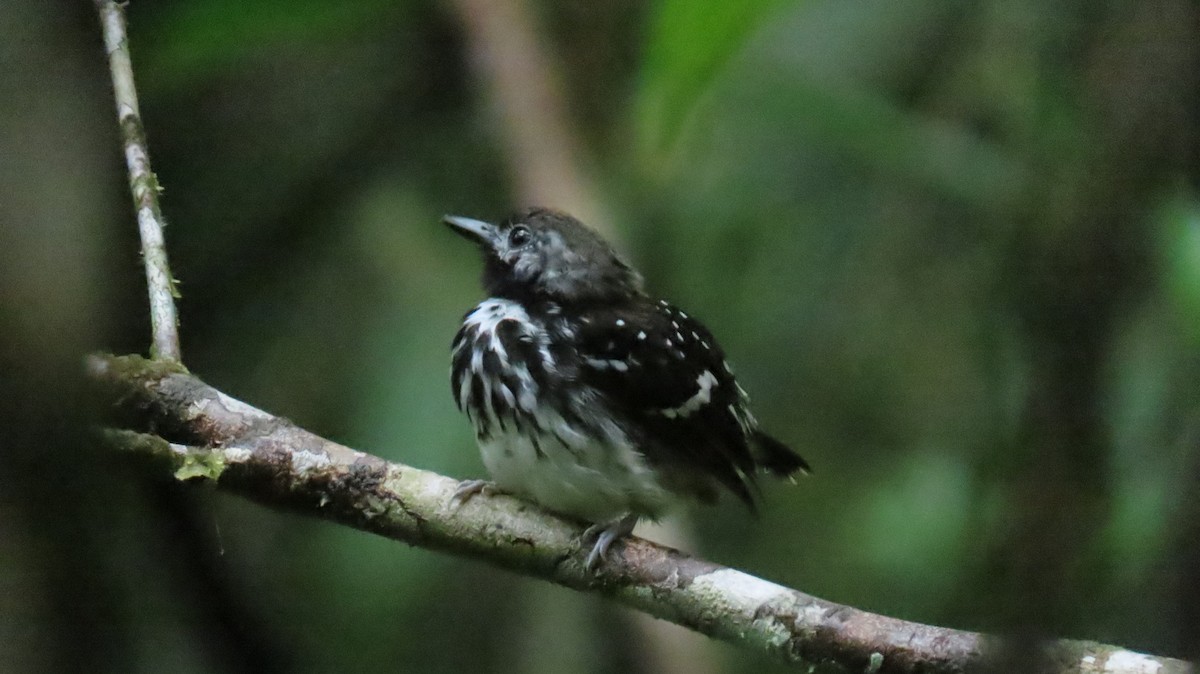 Dot-backed Antbird - ML631286859