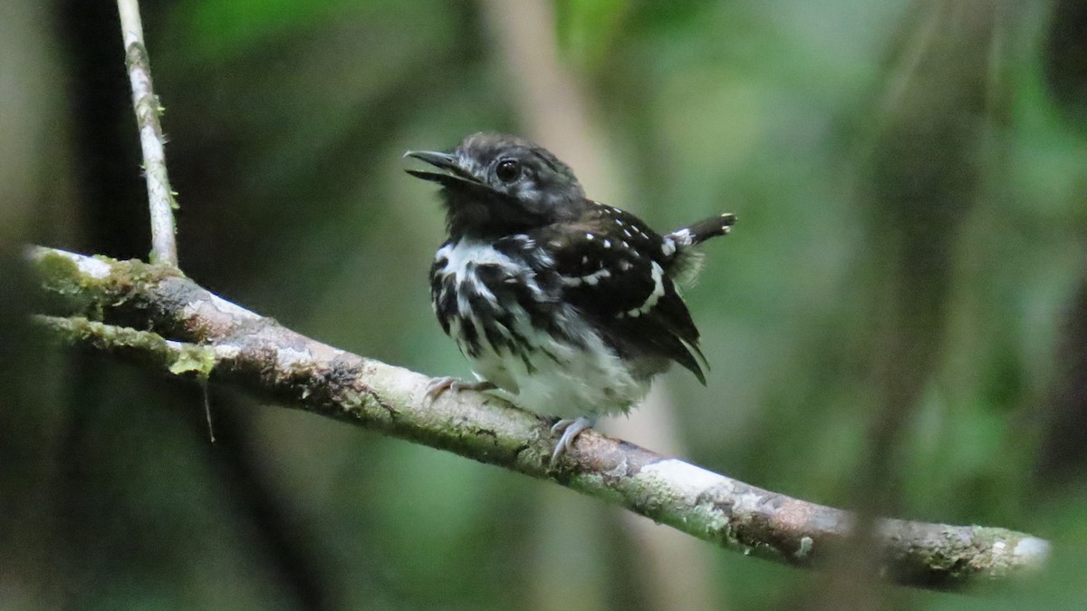 Dot-backed Antbird - ML631286861