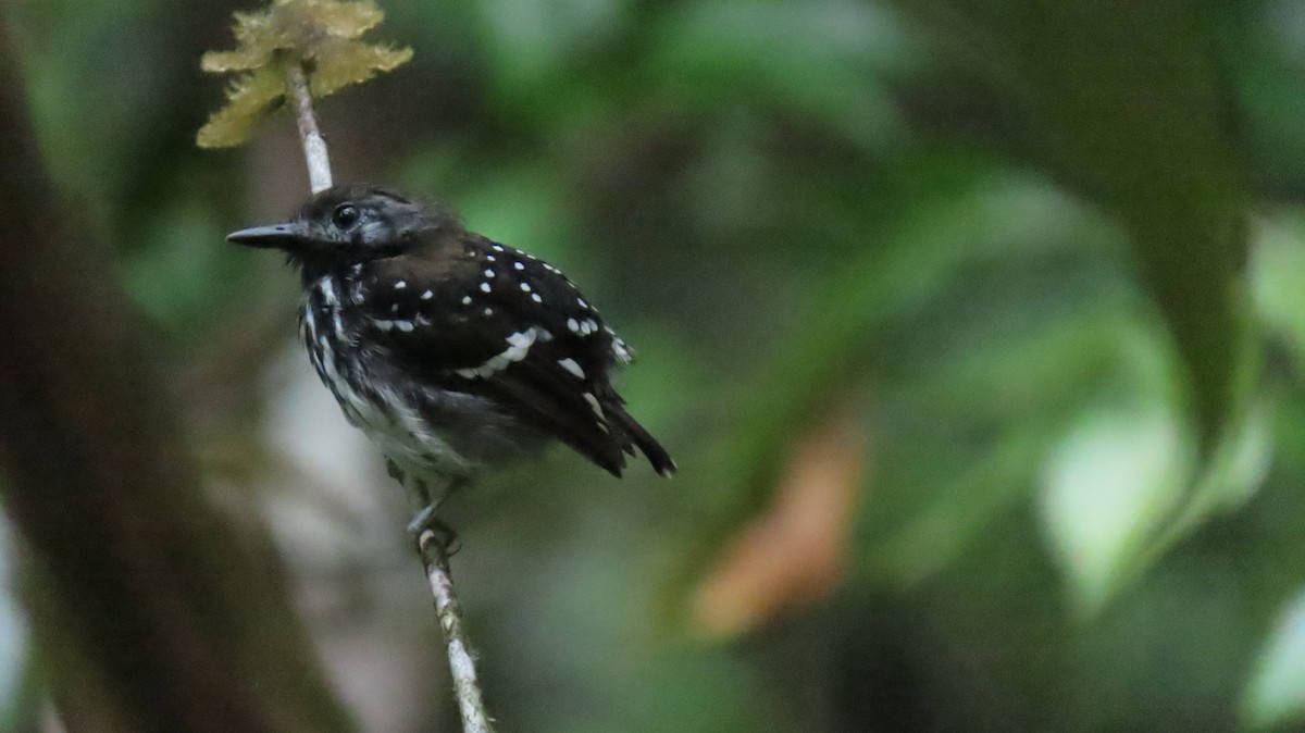 Dot-backed Antbird - ML631286862