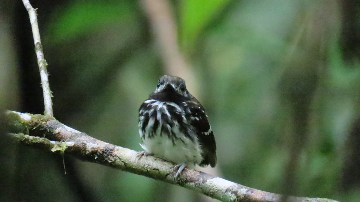 Dot-backed Antbird - ML631286863