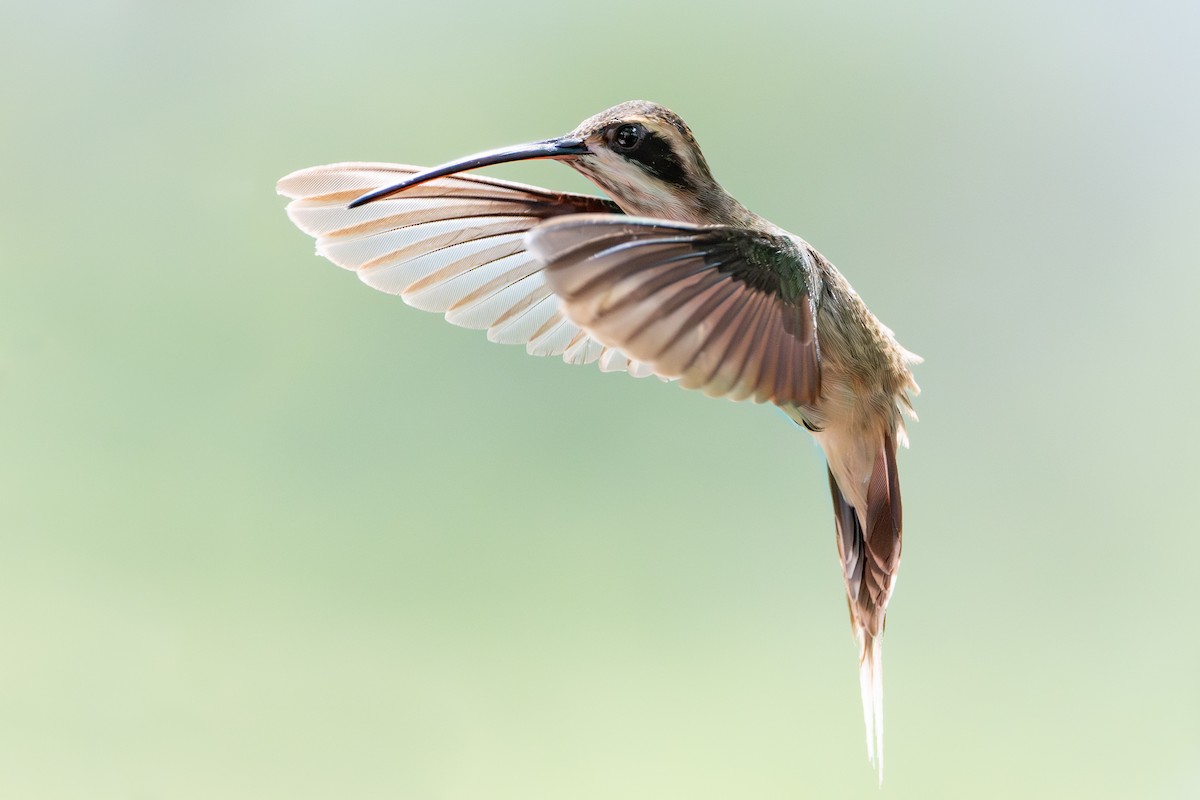 Pale-bellied Hermit - ML631286907