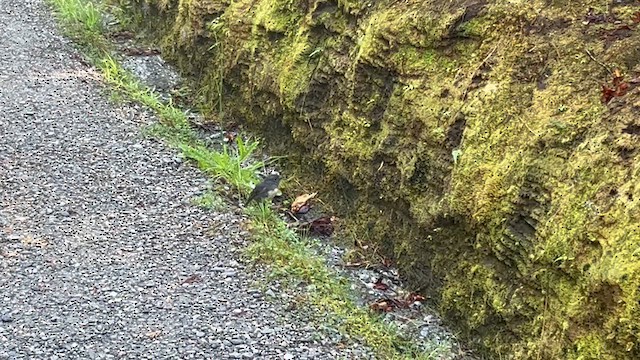 South Island Robin - ML631287089