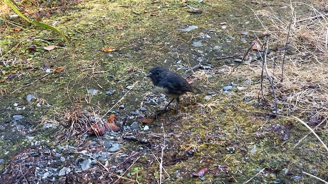 South Island Robin - ML631287206