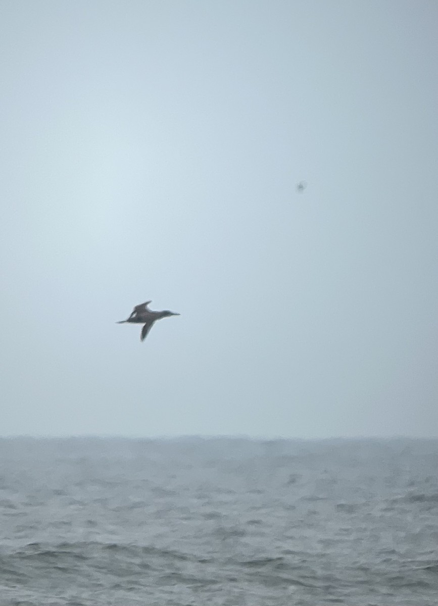 Northern Gannet - ML631287536
