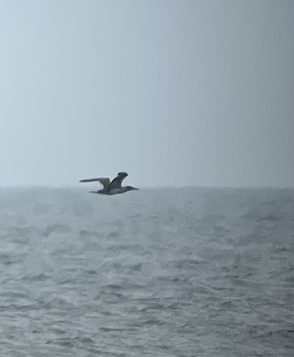 Northern Gannet - ML631287537