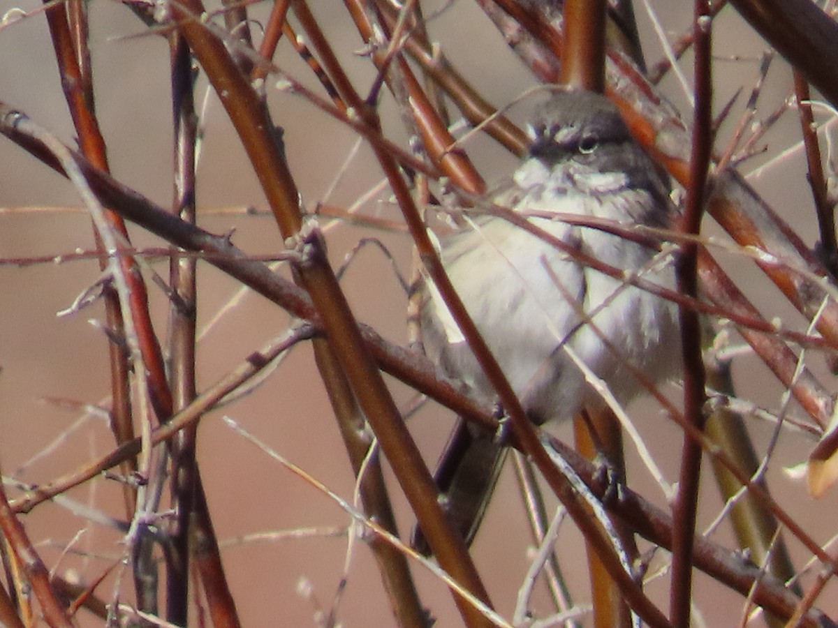 Sagebrush Sparrow - ML631287552