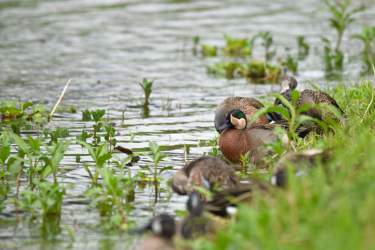 Blue-winged x Green-winged Teal (hybrid) - ML631287623