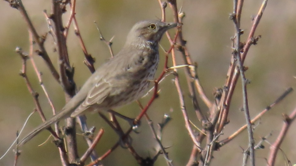 Sage Thrasher - ML631287700