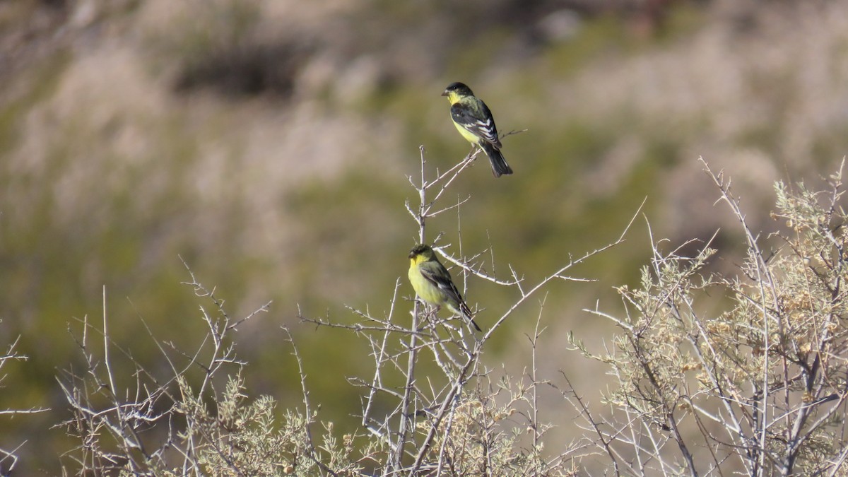 Lesser Goldfinch - ML631287706