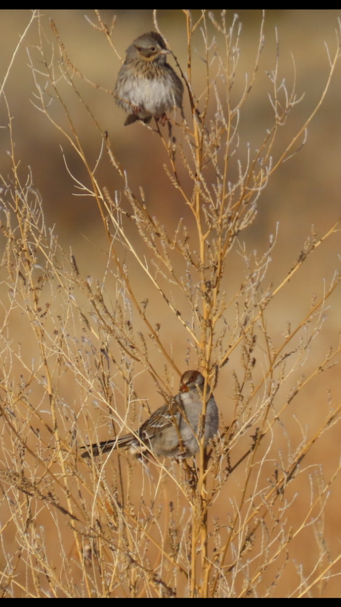 White-crowned Sparrow - ML631287708