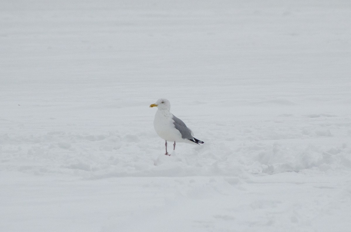 Kaio hauskara amerikarra - ML631287719