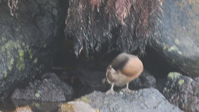 Campbell Islands Teal - ML631287797