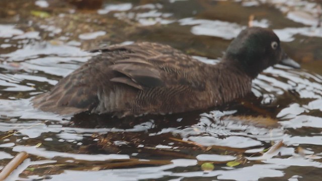 Campbell Islands Teal - ML631287798