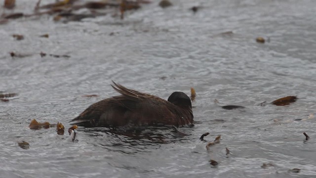 Campbell Islands Teal - ML631287799